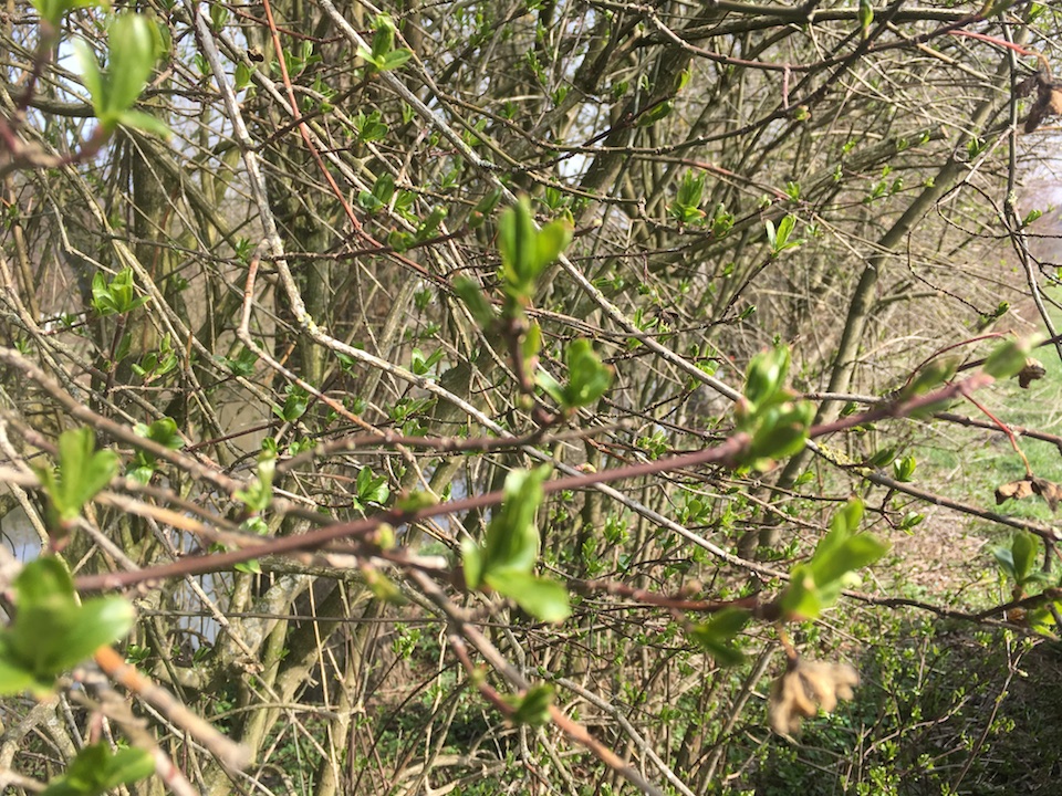 Der Frühling zeigt sich langsam